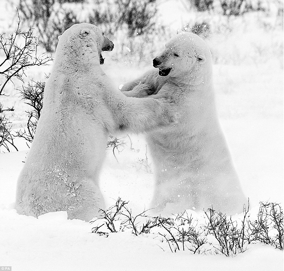 Một trong những bức hình tuyệt nhất của nhiếp ảnh gia động vật hoang dã David Yarrow, cảnh một cặp gấu Bắc cực đối đầu với nhau ở Manitoba, Canada.